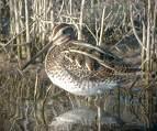 Limicola falcinellus =>Μπεκατσινοσκαλίδρα =>Broad-billed Sandpiper Philomachus