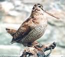 Scolopax rusticola =>Μπεκάτσα =>Eurasian