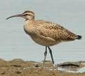 Numenius phaeopus =>Σιγλίγουρος