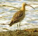 =>Λεπτομύτα =>Slender-billed Curlew