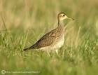 Curlew Bartramia longicauda =>Μπαρτραμία