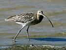 Tringa totanus =>Κοκκινοσκέλης =>Common Redshank