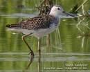 Sandpiper Tringa nebularia =>Πρασινοσκέλης