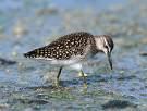 =>Κιτρινοσκέλης =>Lesser Yellowlegs Tringa
