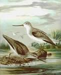glareola =>Λασπότρυγγας =>Wood Sandpiper Xenus