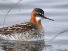 =>Χαλικοκυλιστής =>Ruddy Turnstone Pharalopus tricolor