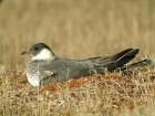Κολυμπότρυγγας =>Grey Phalarope Stercorariidae => =>