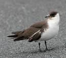 Stercorarius parasiticus =>Στερκοράριος =>Arctic Skua