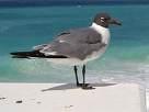 Laridae => => Larus leucophthalmus =>Λευκόφθαλμος Γλάρος =>White-eyed Gull Larus ichthyaetus =>Ψαρόγλαρος =>Pallas's