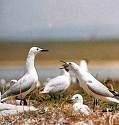 Larus minutus =>Νανόγλαρος =>Little Gull Larus ridibundus =>Καστανοκέφαλος Γλάρος =>Black-headed Gull Larus genei