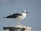 Larus fuscus =>Μελανόγλαρος =>Lesser Black-backed Gull Larus argentatus =>Ασημόγλαρος =>Herring Gull Larus cachinnans