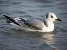 =>Ισλανδικός Γλάρος =>Iceland Gull Larus marinus =>Γιγαντόγλαρος =>Great Black-backed Gull Rissa tridactyla =>Τριδάκτυλος