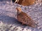 =>Περιστερόκοτα =>Pin-tailed Sandgrouse