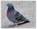 =>Αγριοπερίστερο =>Rock Pigeon Columba oenas