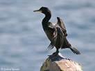 Phalacrocorax carbo =>Κορμοράνος =>Great Cormorant Phalacrocorax aristotelis