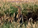 Cormorant Pelecanidae => => Pelecanus onocrotalus =>Ροδοπελεκάνος =>White