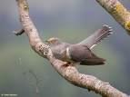Streptopelia decaocto =>Δεκαοχτούρα =>Eurasian Collared Dove Streptopelia turtur =>Τρυγόνι =>European