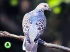 senegalensis =>Φοινικοπερίστερο =>Laughing Dove CUCULIFORMES => => Cuculidae => => Clamator glandarius