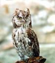 Tyto alba =>Πεπλόγλαυκα =>Barn Owl Strigidae =>