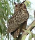 bubo =>Μπούφος =>Eagle Owl Glaucidium passerinum