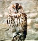 =>Κουκουβάγια =>Little Owl Strix aluco