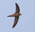 Asio flammeus =>Βαλτόμπουφος =>Short-eared