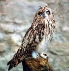=>Tengmalm's Owl CAPRIMULGIFORMES => =>
