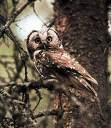 =>Γιδοβύζι =>European Nightjar APODIFORMES