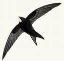 =>Μαυροσταχτάρα =>Common Swift Apus pallidus