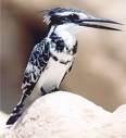 Apus affinis =>Νανοσταχτάρα =>Little Swift CORACIIFORMES => =>