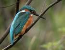 =>Πρασινομέροπας =>Blue-cheeked Bee-eater Merops apiaster