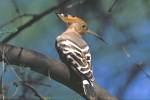 Coraciidae => => Coracias garrulus