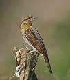 => Upupa epops =>Τσαλαπετεινός =>Hoopoe