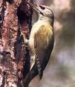 =>Στραβολαίμης =>Eurasian Wryneck Picus canus