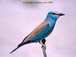 Picus viridis =>Δρυοκολάπτης =>Green