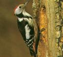 Dendrocopus major =>Παρδαλοτσικλιτάρα =>Great Spotted Woodpecker Dendrocopus