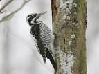 Woodpecker Picoides tridactylus =>Τριδάχτυλος Δρυοκολάπτης =>Three-toed