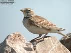 =>Βουνογαλιάντρα =>Bimaculated Lark