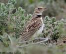 Γαλιάντρα =>White-winged Lark