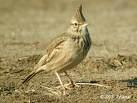=>Μαυρογαλιάντρα =>Black Lark Calandrella
