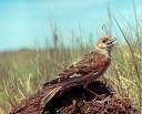 Short-toed Lark Calandrella rufescens