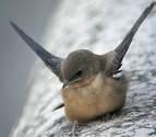 rupestris =>Βραχοχελίδονο =>Eurasian Crag Martin Hirundo rustica