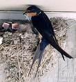=>Red-rumped Swallow Delichon urbica =>Λευκοχελίδονο =>House