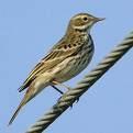 Anthus campestris =>Χαμοκελάδα