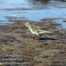 =>Δεντροκελάδα =>Tree Pipit