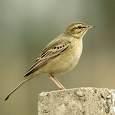 =>Meadow Pipit Anthus cervinus
