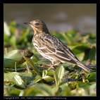 Pipit Anthus spinoletta