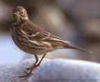 Anthus petrosus =>Ακτοκελάδα