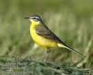 =>Κιτρινοσουσουράδα =>Yellow