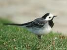 Motacilla cinerea =>Σταχτοσουσουράδα =>Grey